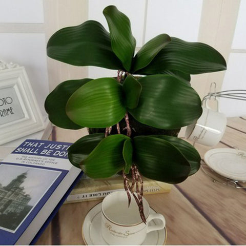 phalaenopsis plant leaf